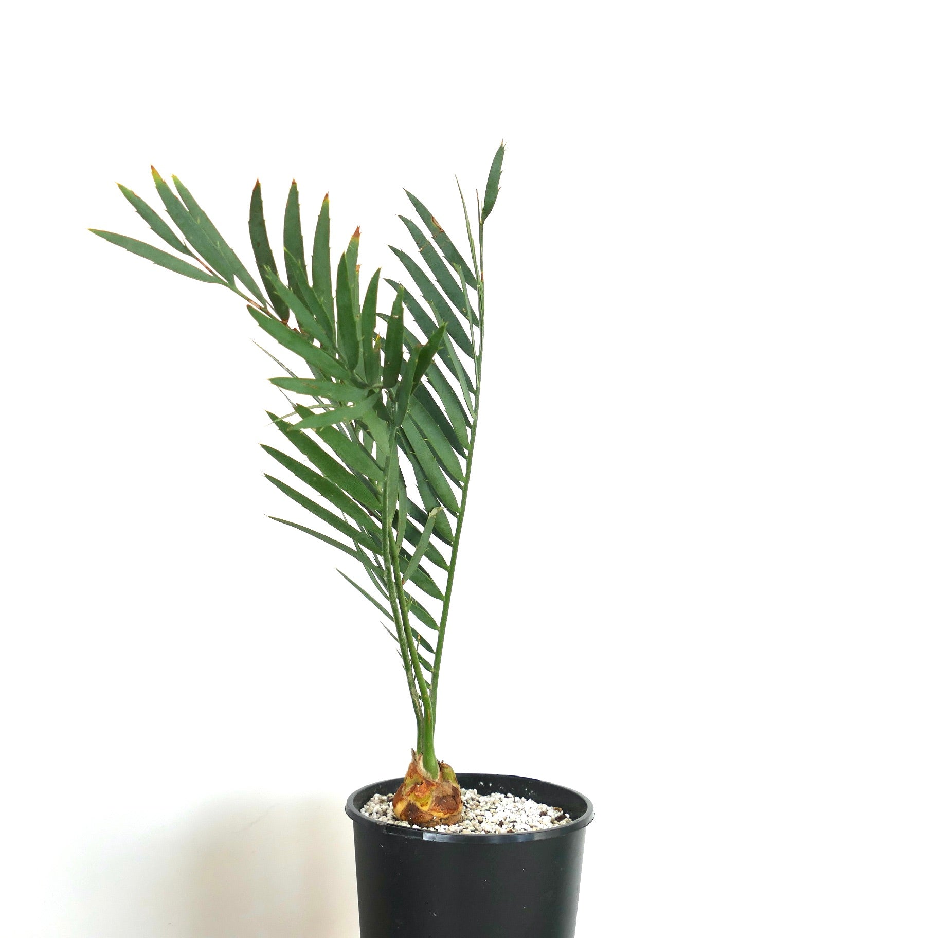 エンセファラルトス・ユージーン-マラシイ | Botanical Archive | 今