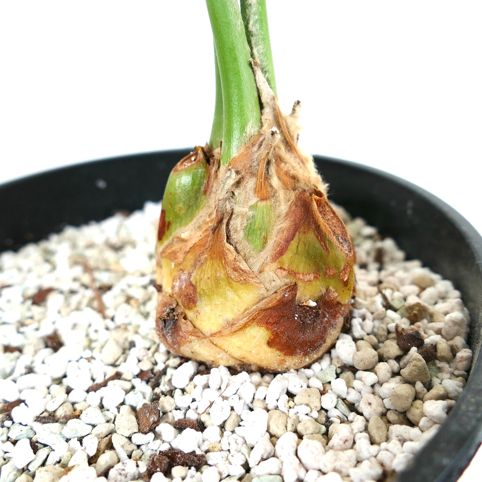 エンセファラルトス・ユージーン-マラシイ | Botanical Archive | 今