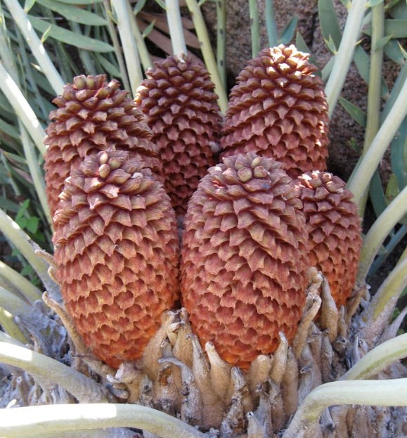 Encephalartos eugene-maraisii (1 leaf seedling)