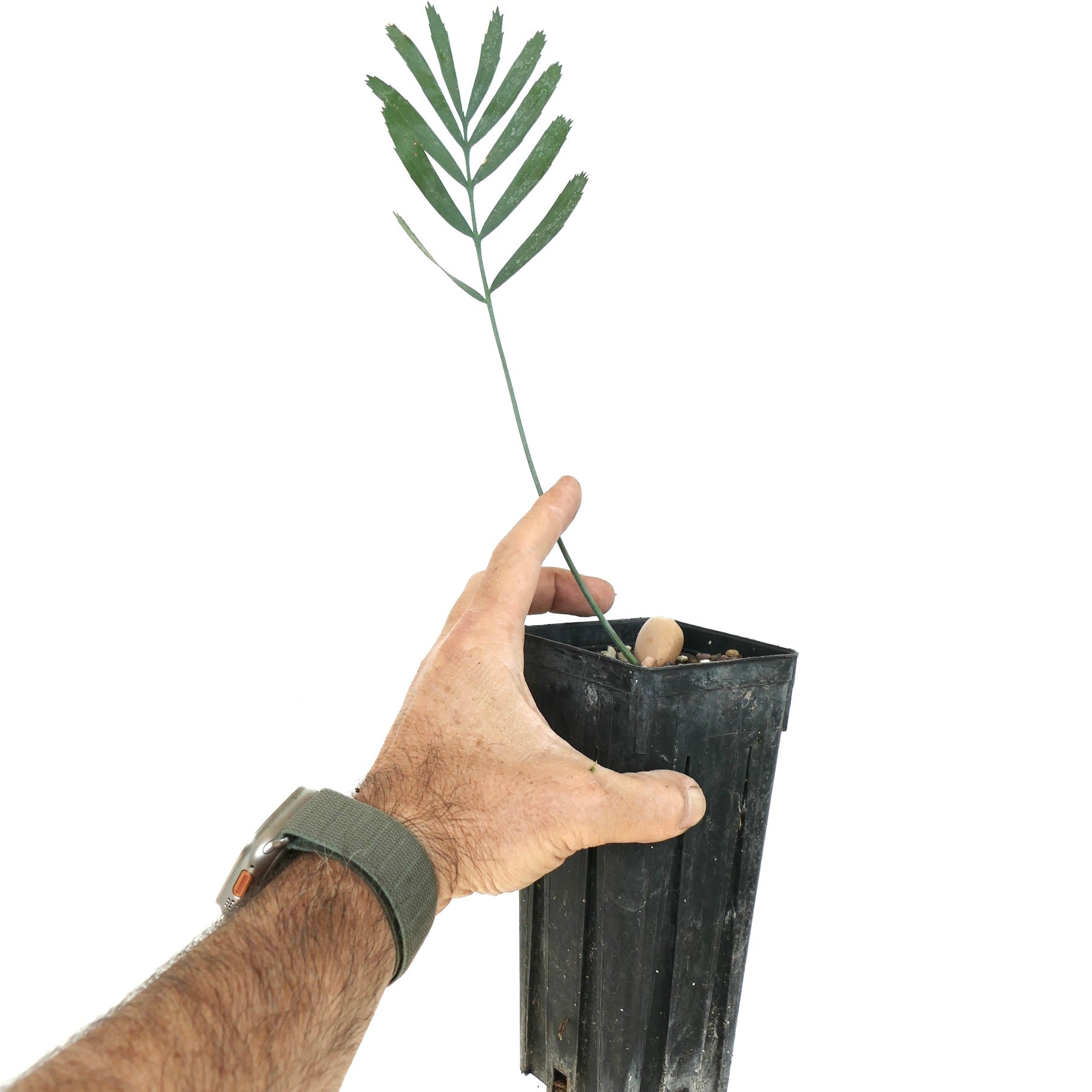 Encephalartos eugene-maraisii rare cycad seedling with slender green leaflets in black pot