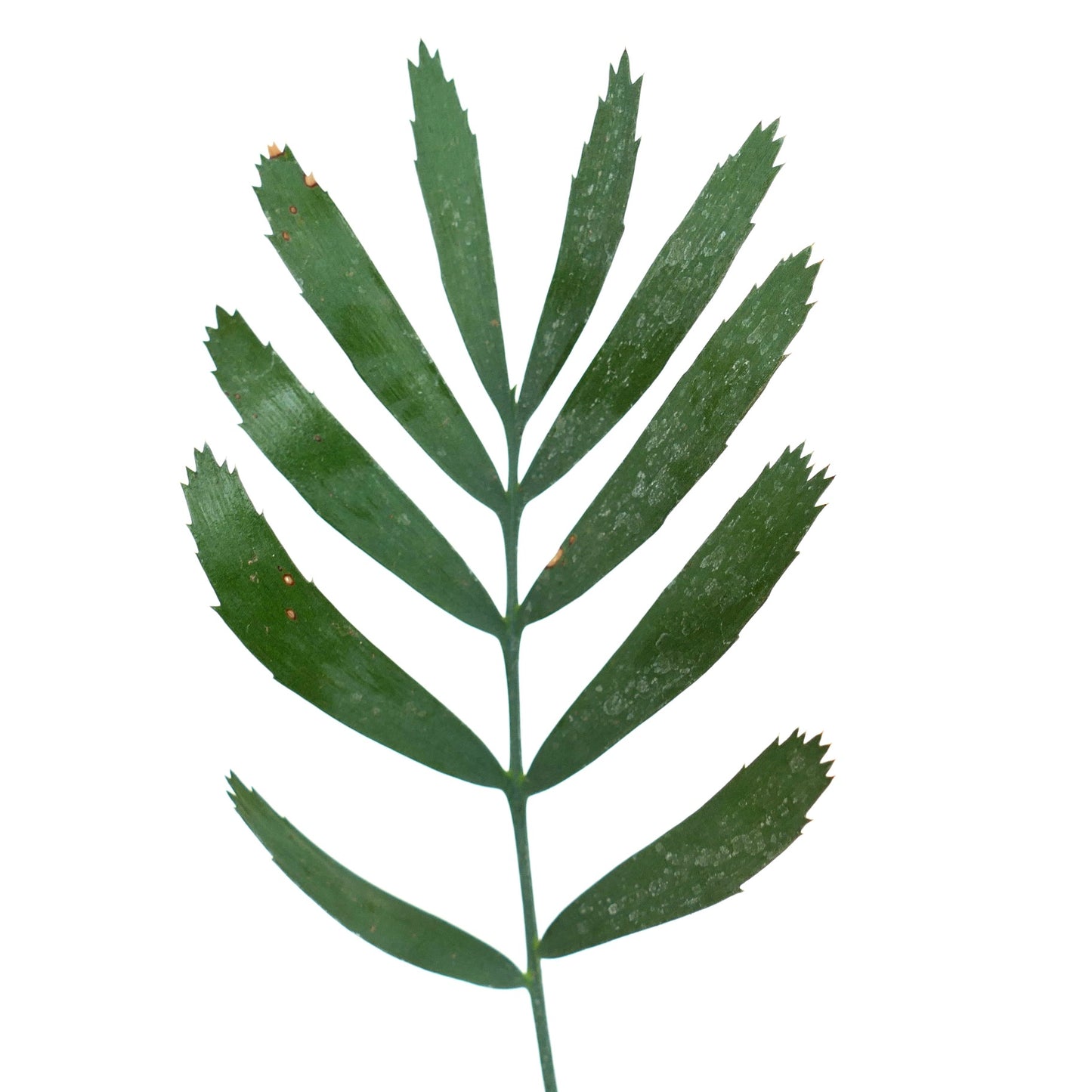 Encephalartos eugene-maraisii green pinnate leaf with serrated edges and textured surface