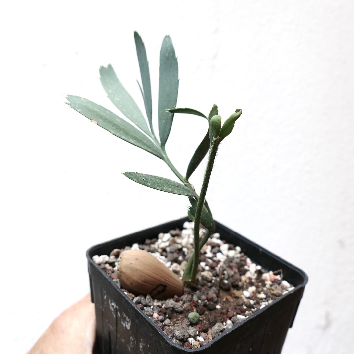 Encephalartos eugene-maraisii giovane cicade rara con foglie verdi allungate in vaso