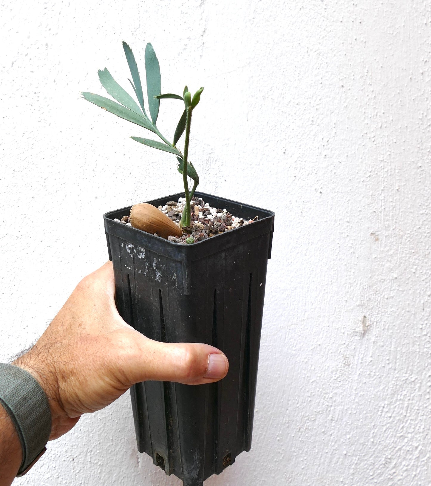 Encephalartos eugene-maraisii giovane cicade rara con foglie sottili verde-blu in vaso nero