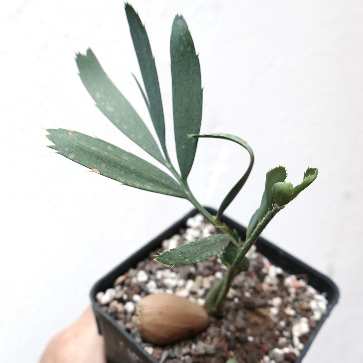Encephalartos eugene-maraisii giovane cicade rara con foglie verdi sottili e bordi spinati in vaso
