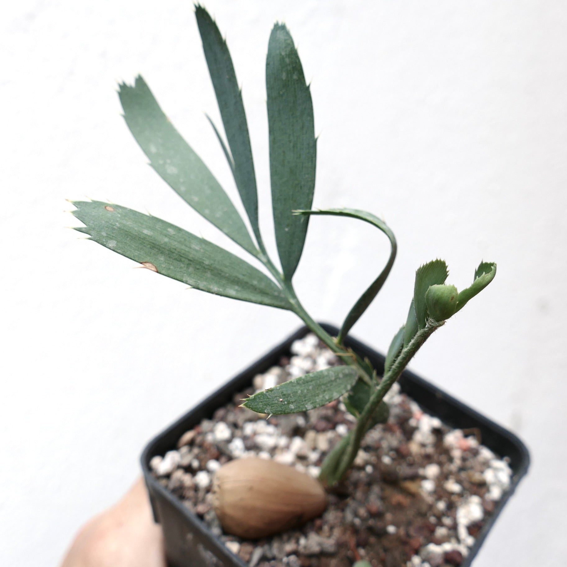 Encephalartos eugene-maraisii giovane cicade rara con foglie verdi sottili e bordi spinati in vaso