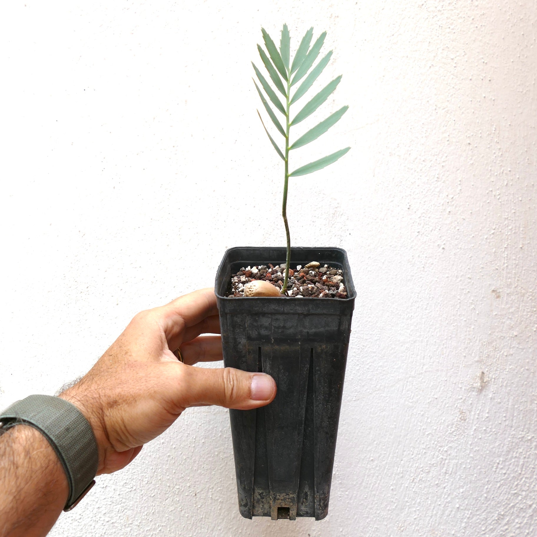 Pianta giovane rara di Encephalartos eugene-maraisii, una cicadea, con foglie verdi sottili in vaso nero