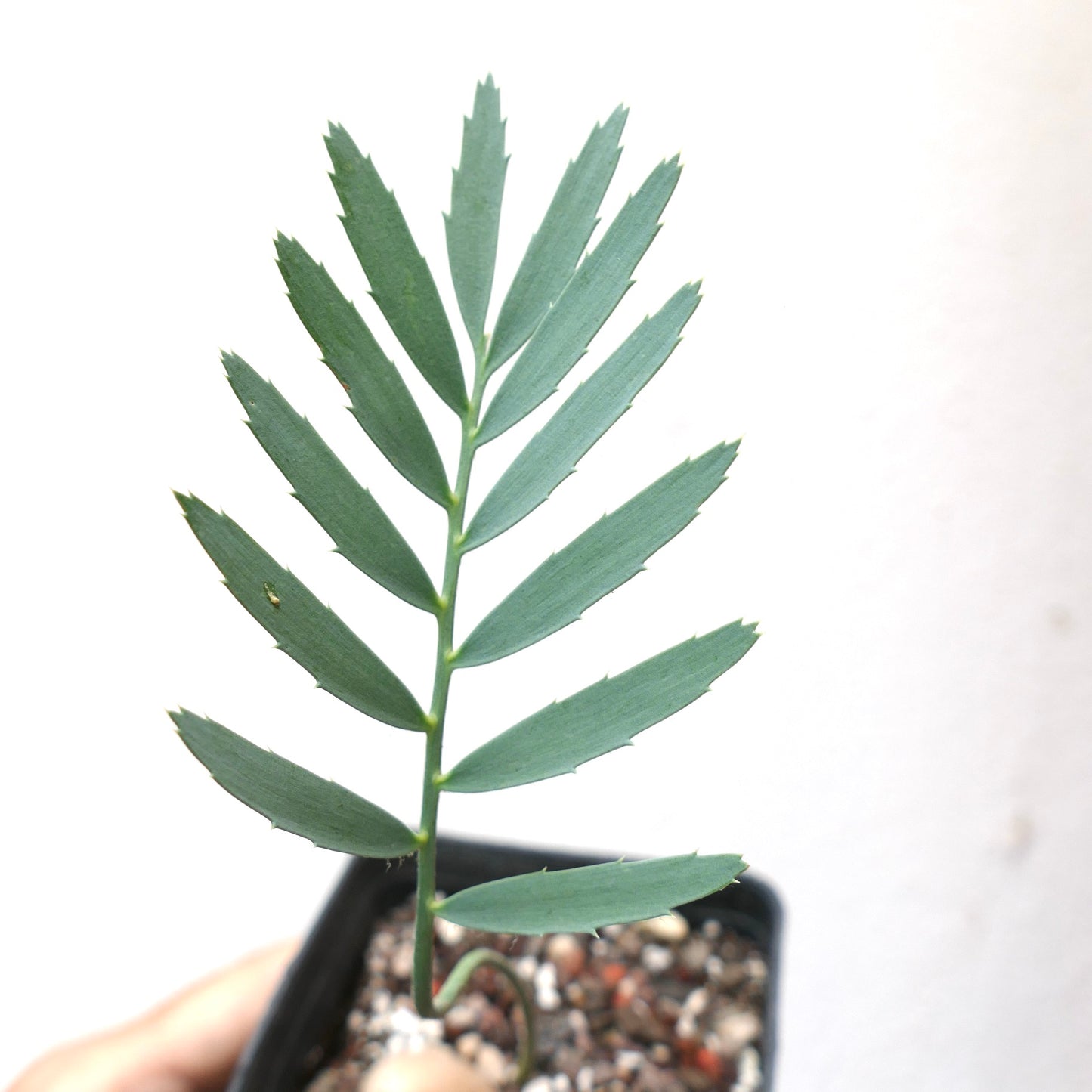 Encephalartos eugene-maraisii giovane cicad rare con foglie segmentate blu-verdi e piccole spine