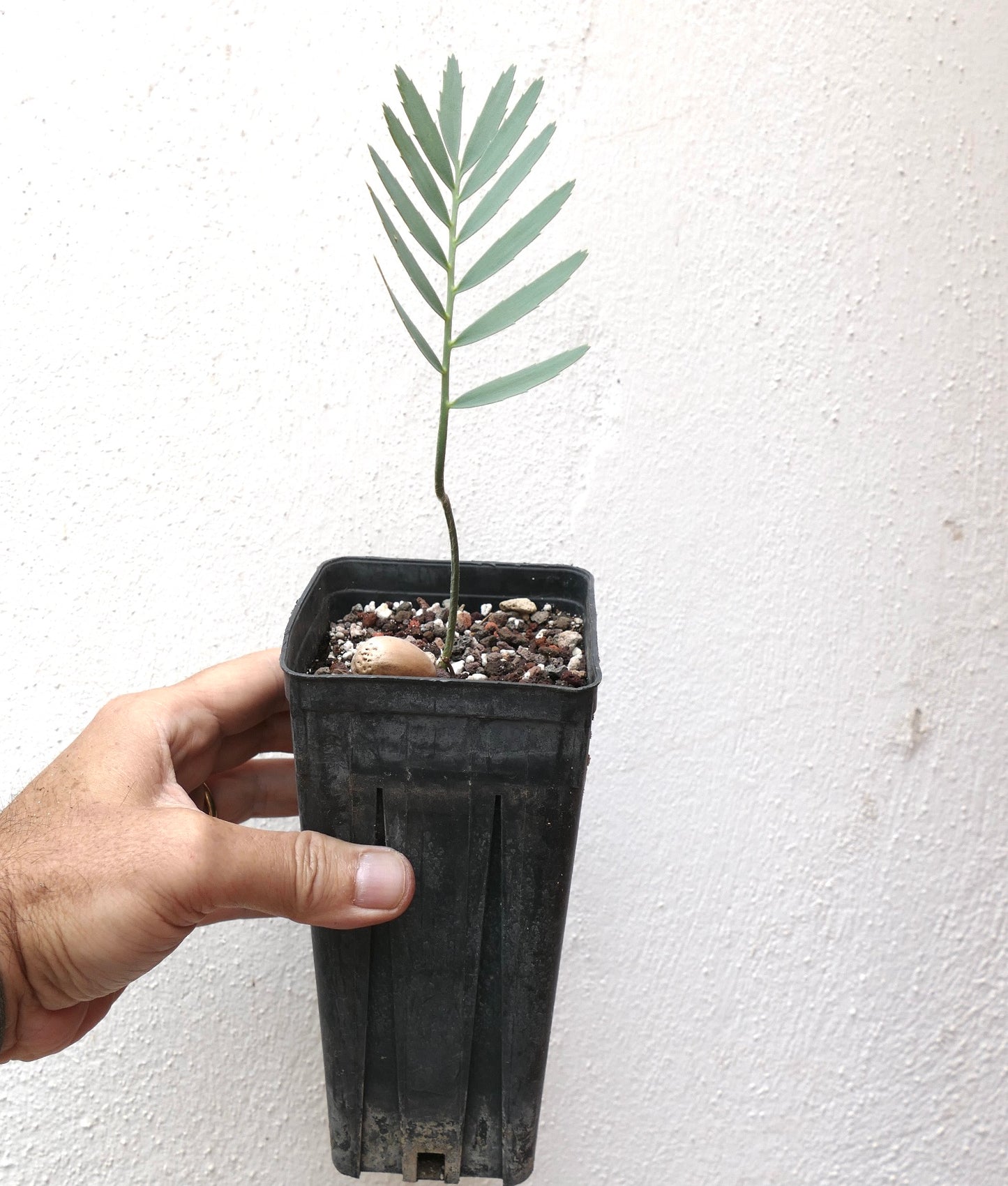 Pianticella giovane di Encephalartos eugene-maraisii con stelo sottile e strette foglioline verdi in vaso nero