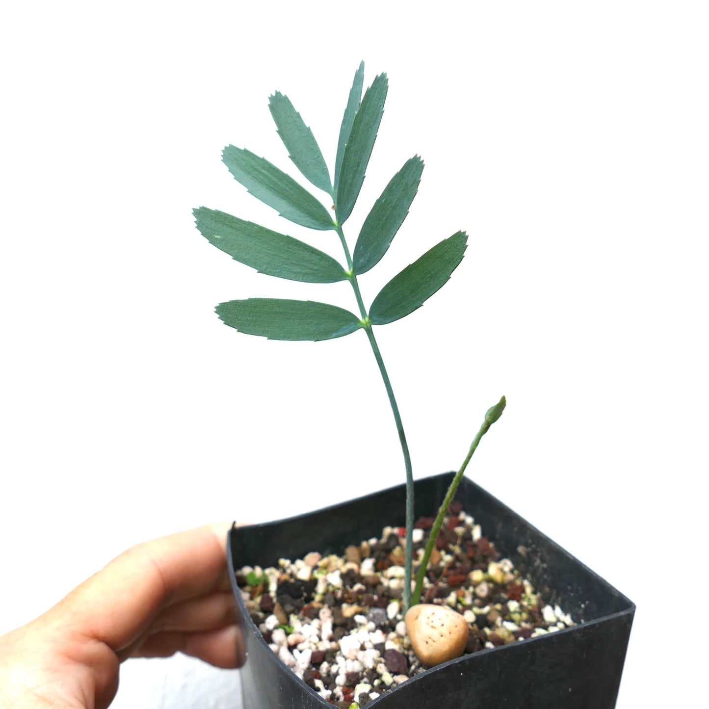 Encephalartos eugene maraisii seedling with slender green leaflets in small black pot