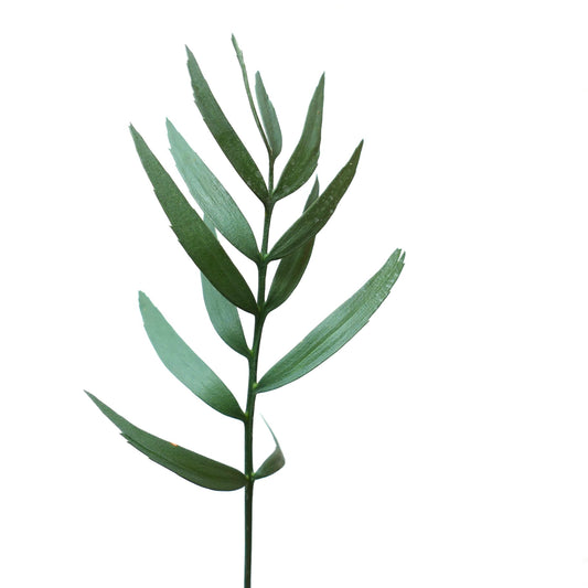 Jeune plant d'Encephalartos eugene maraisii avec des feuilles pennées fines et vertes à texture lisse