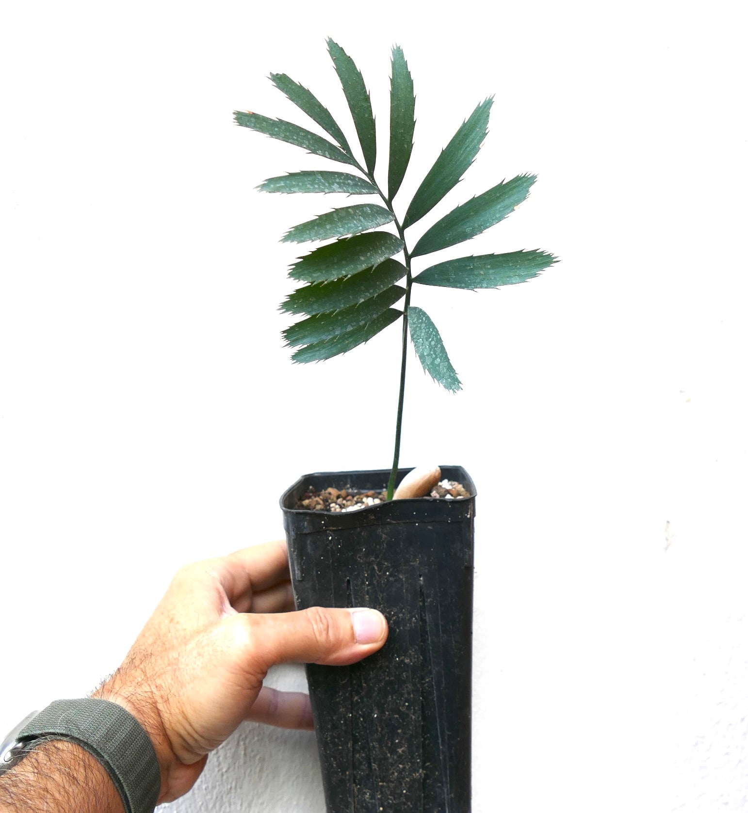 Encephalartos eugene maraisii seedling with slender green leaflets and serrated edges in black pot