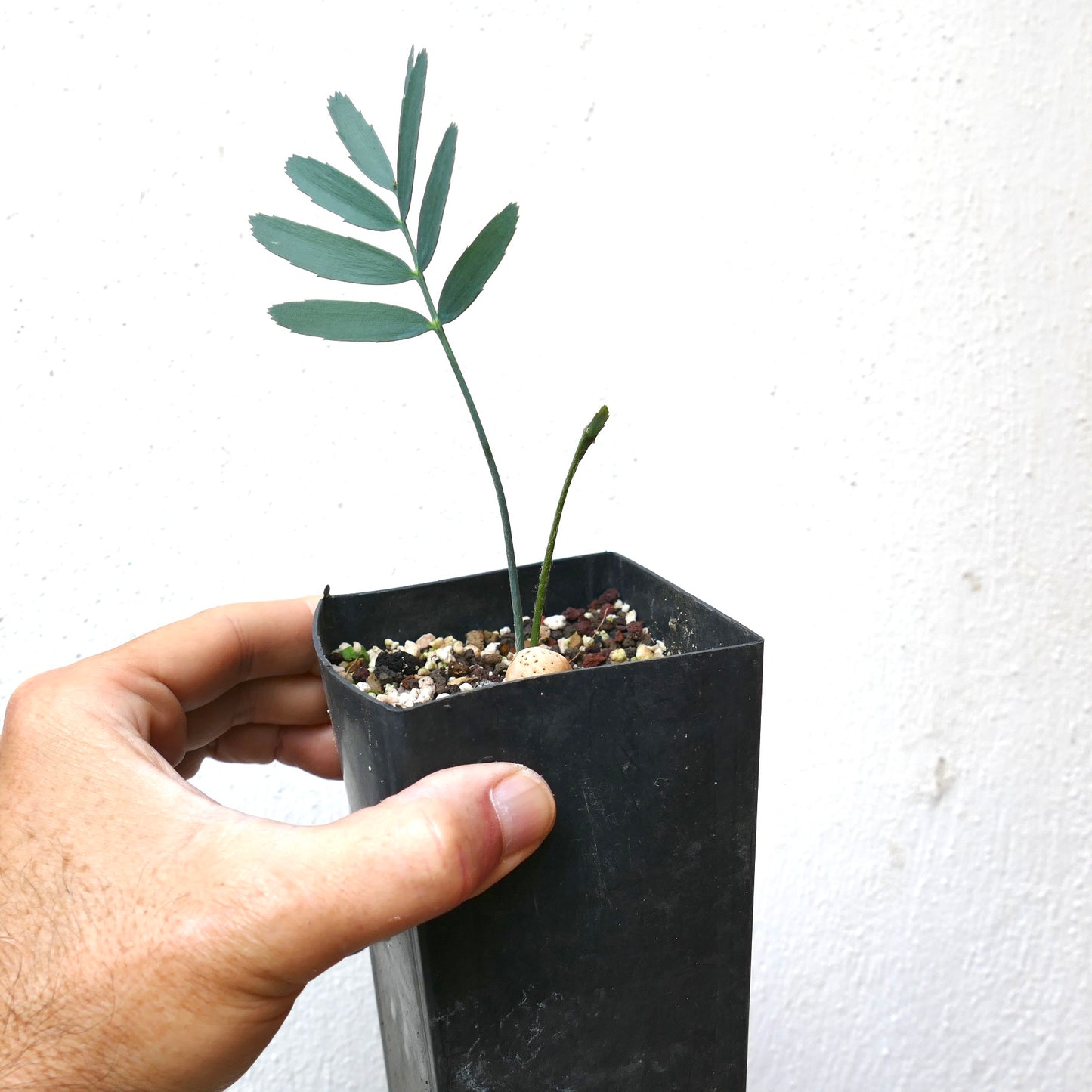 Encephalartos eugene maraisii seedling with slender blue-green leaves in black pot