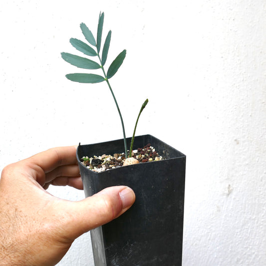 Jeune plant d'Encephalartos eugene maraisii aux feuilles fines bleu-vert dans un pot noir