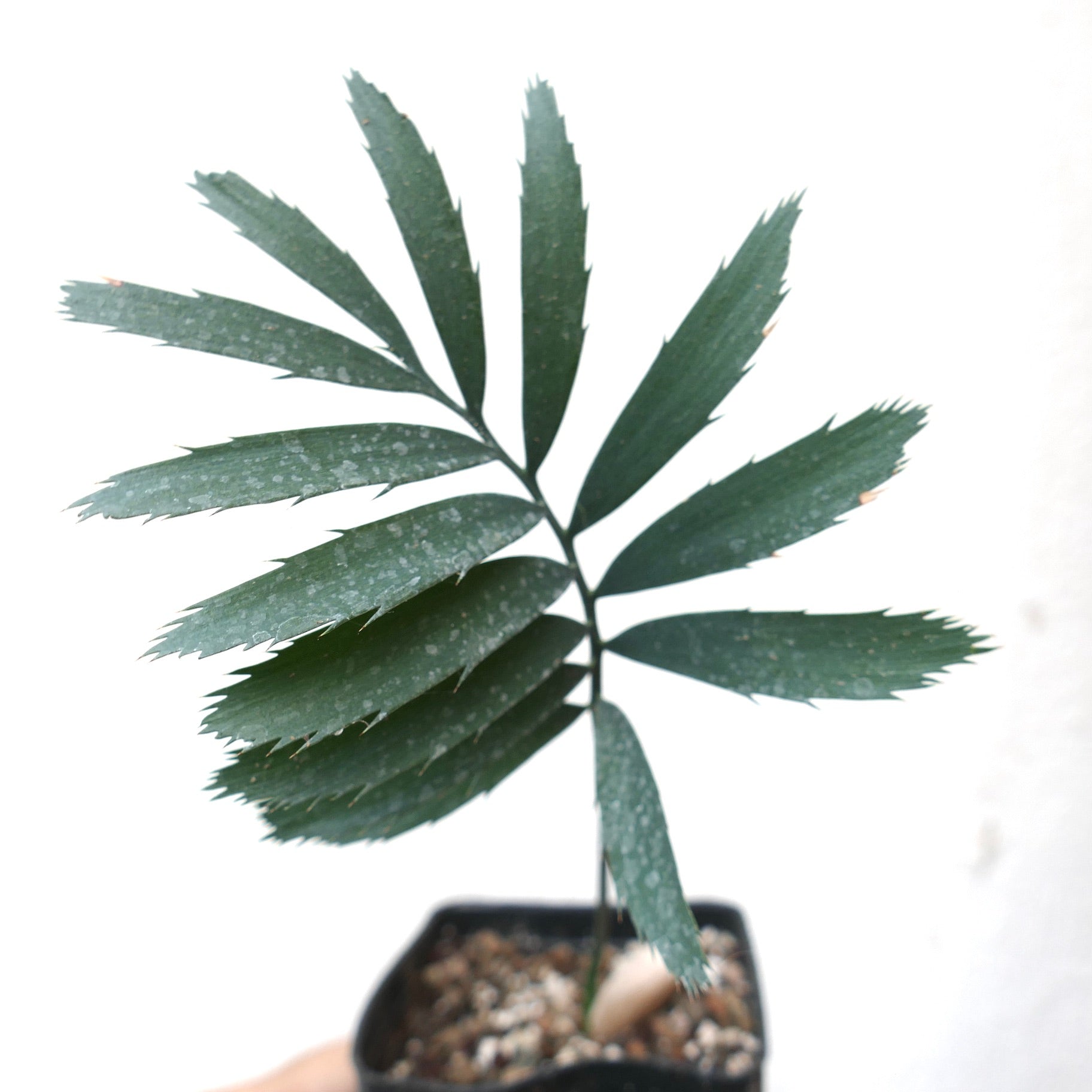 Encephalartos eugene maraisii seedling with dark green, spiny-edged leaflets in small pot