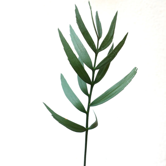 Jeune plant d'Encephalartos eugene maraisii mince et vert avec des folioles allongées et une texture lisse