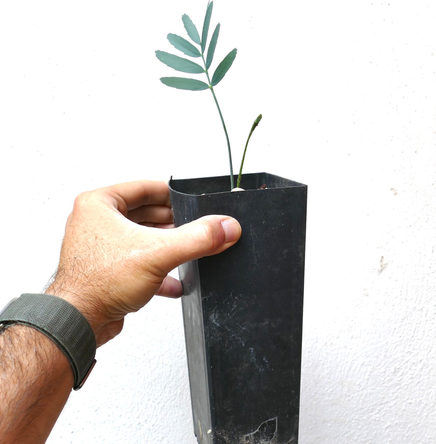 Encephalartos eugene maraisii seedling with slender green leaves in black nursery pot
