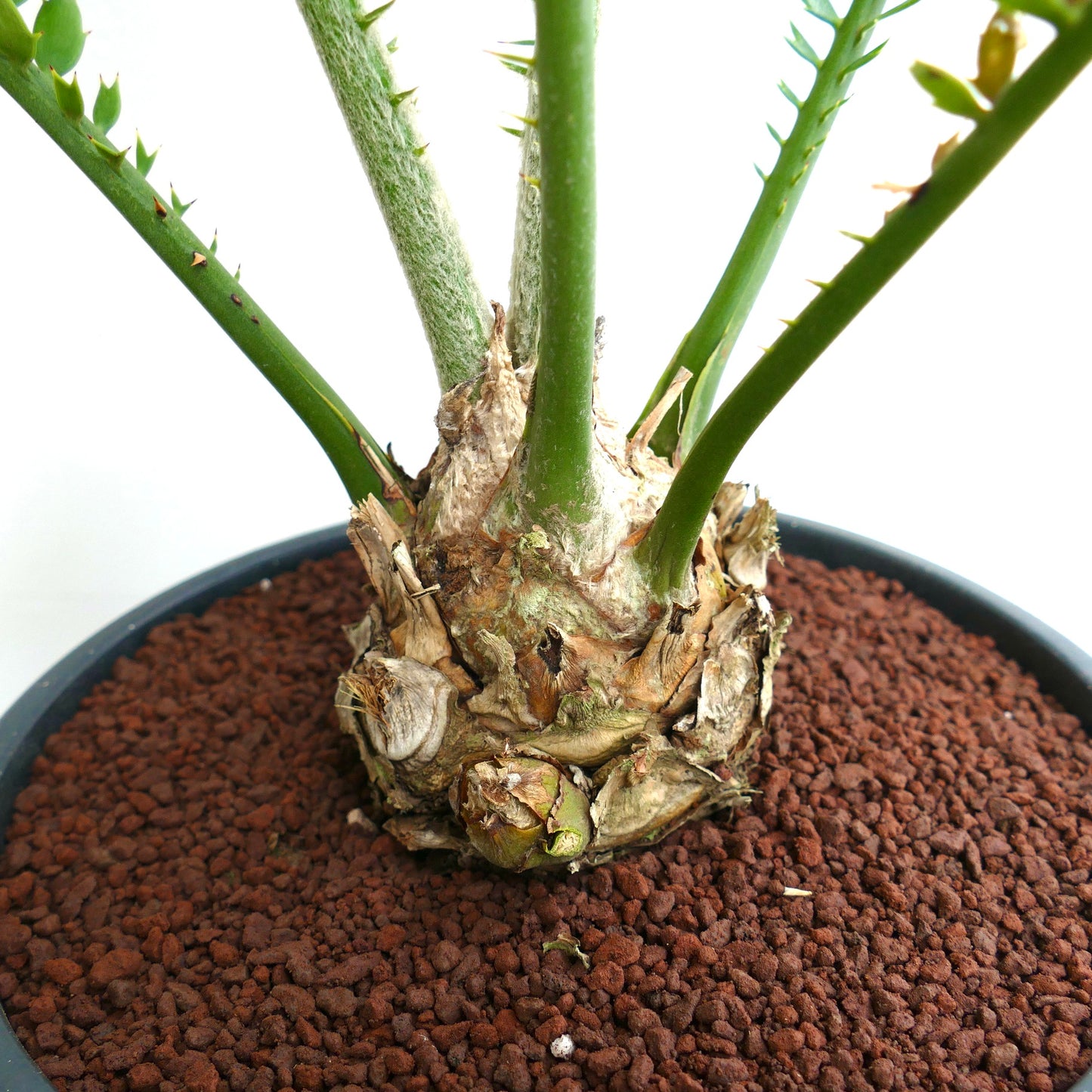 Encephalartos ferox X sclavoi 10x9,5cm CAUDEX