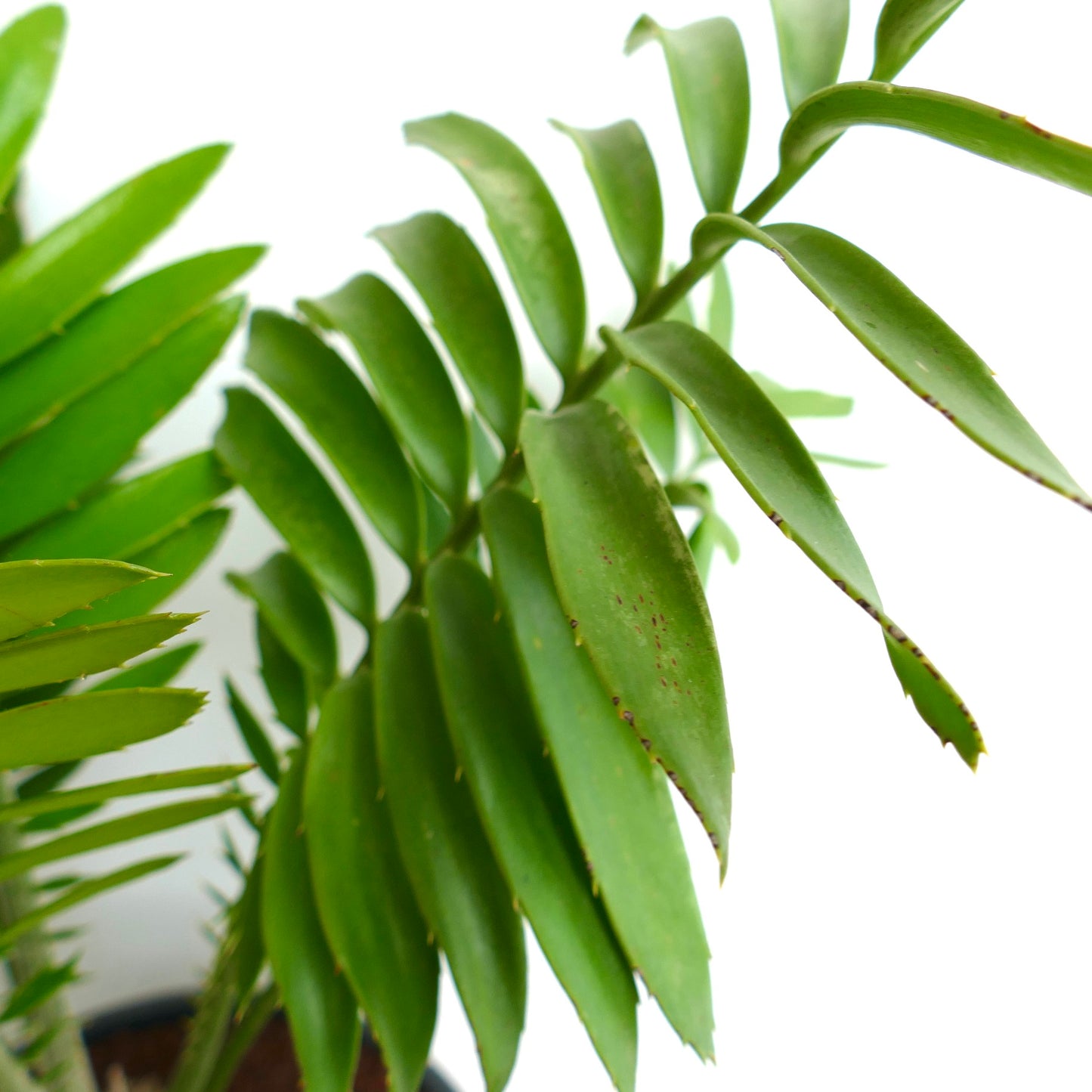 Encephalartos ferox X sclavoi 10x9,5cm CAUDEX