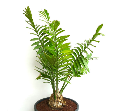 Encephalartos ferox X sclavoi 10x9,5cm CAUDEX