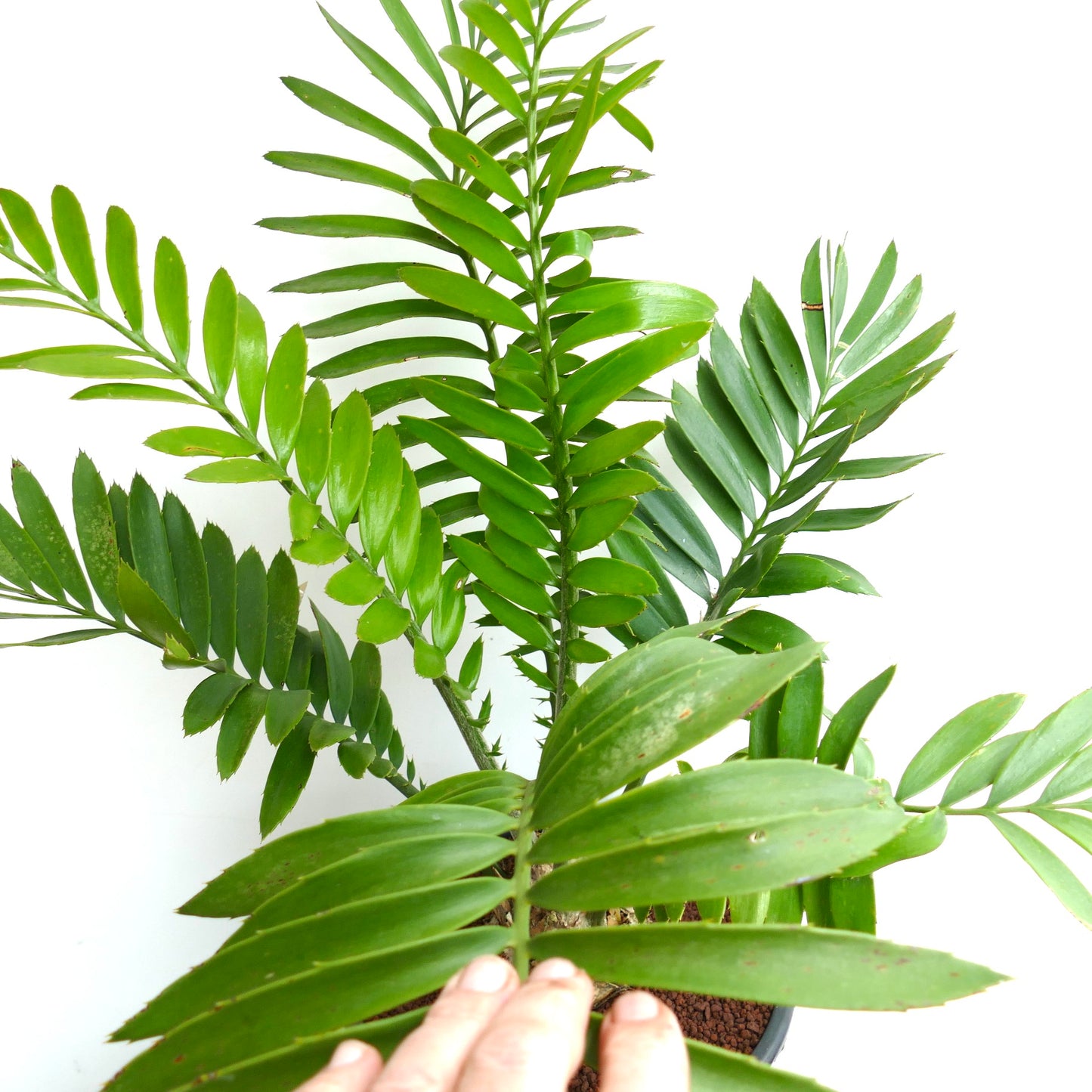 Encephalartos ferox X sclavoi 10x9,5cm CAUDEX