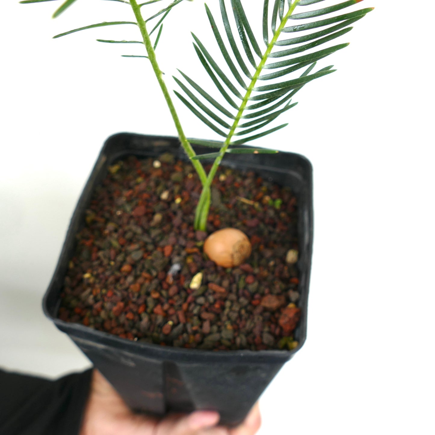 Encephalartos ghellinckii