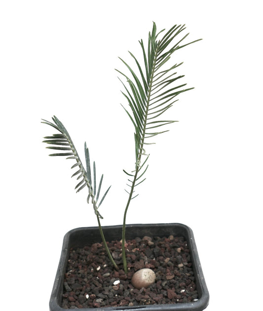 Encephalartos ghellinckii young rare cycad with slender green leaflets in small pot
