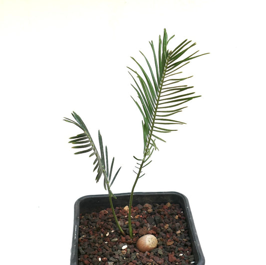 Encephalartos ghellinckii young rare cycad with slender green leaflets in black pot