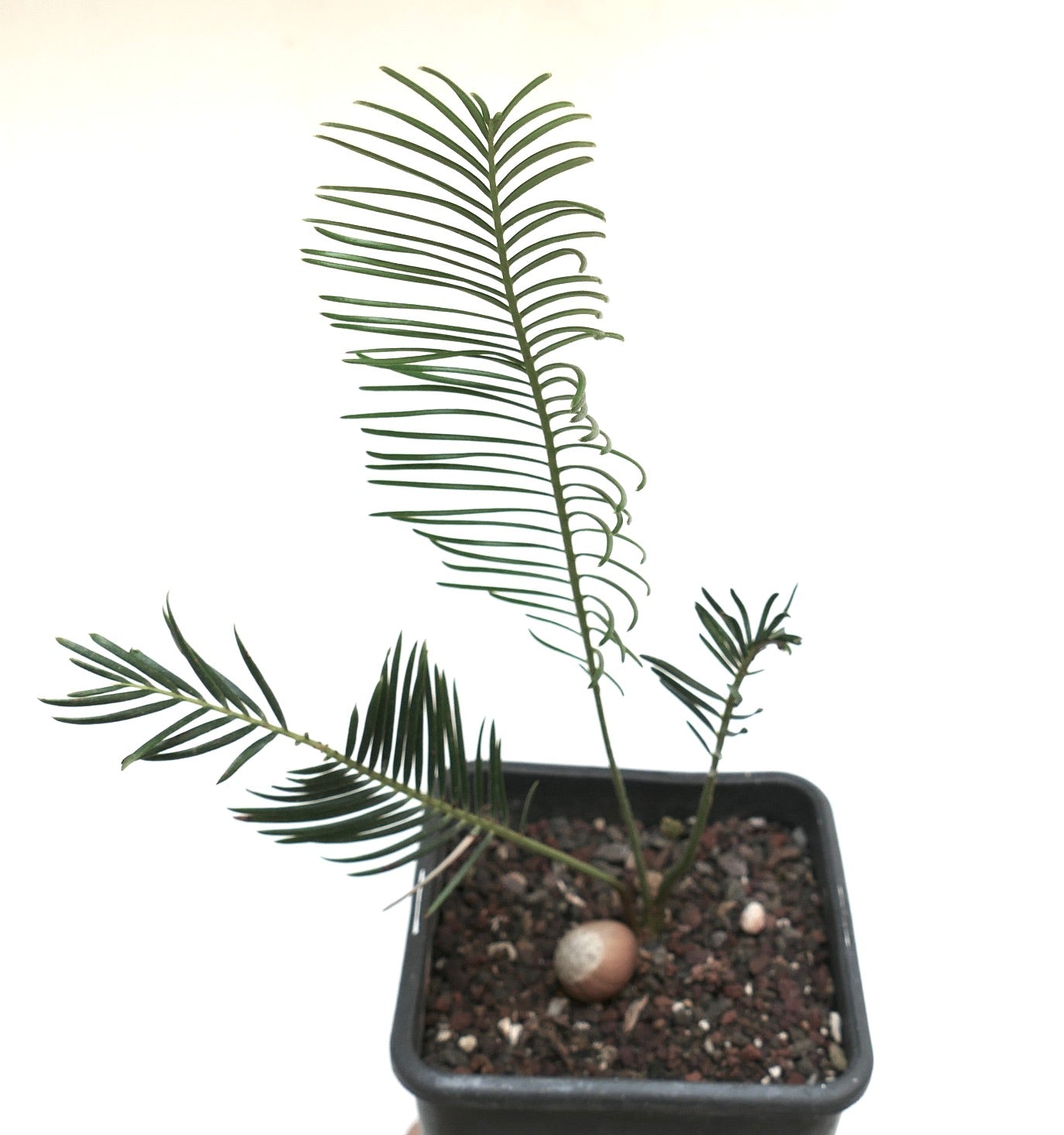 Encephalartos ghellinckii young rare cycad with slender green leaflets in small pot