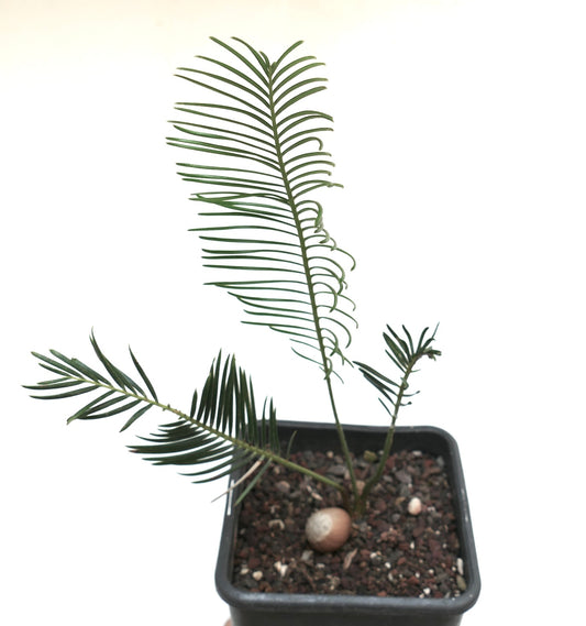 Encephalartos ghellinckii young rare cycad with slender green leaflets in small pot