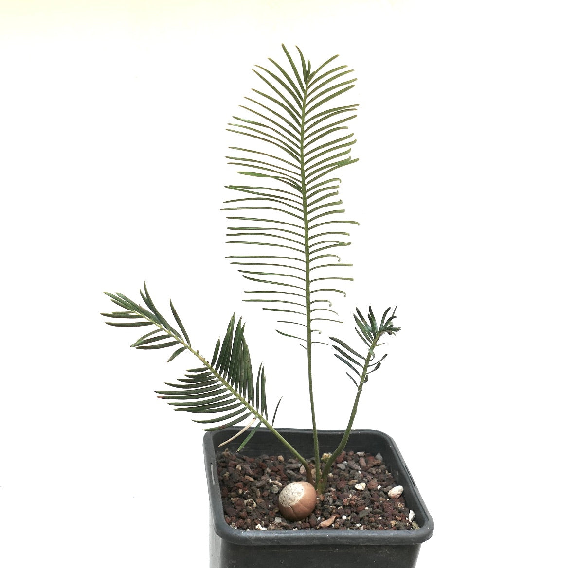 Encephalartos ghellinckii young cycad with slender green leaflets in small black pot