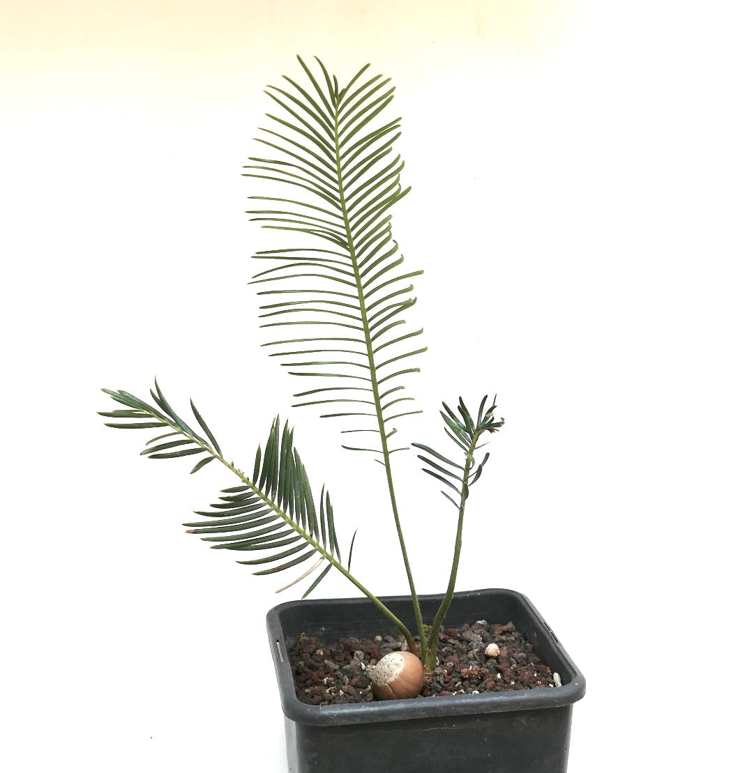Encephalartos ghellinckii young cycad with slender green leaflets in black pot
