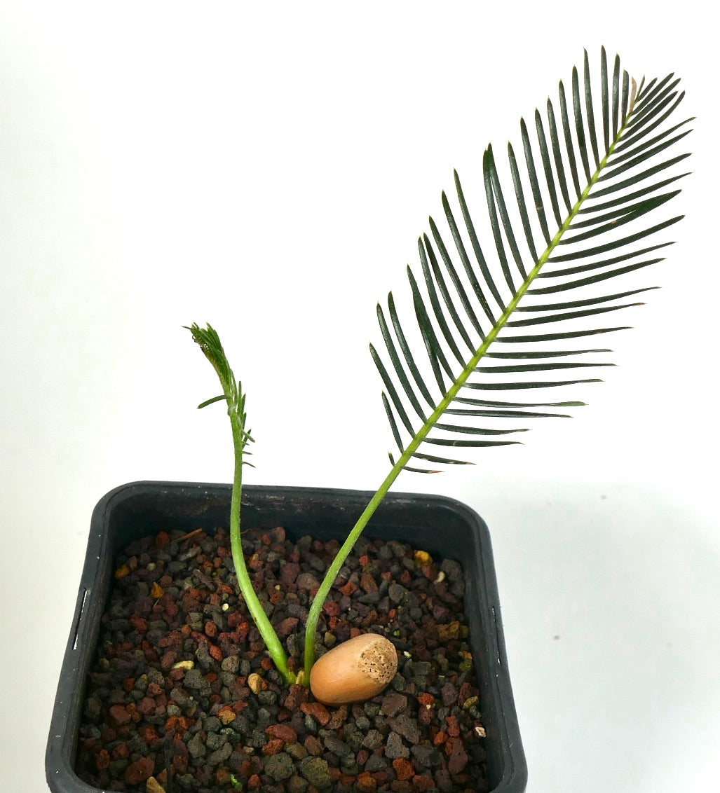 Encephalartos ghellinckii