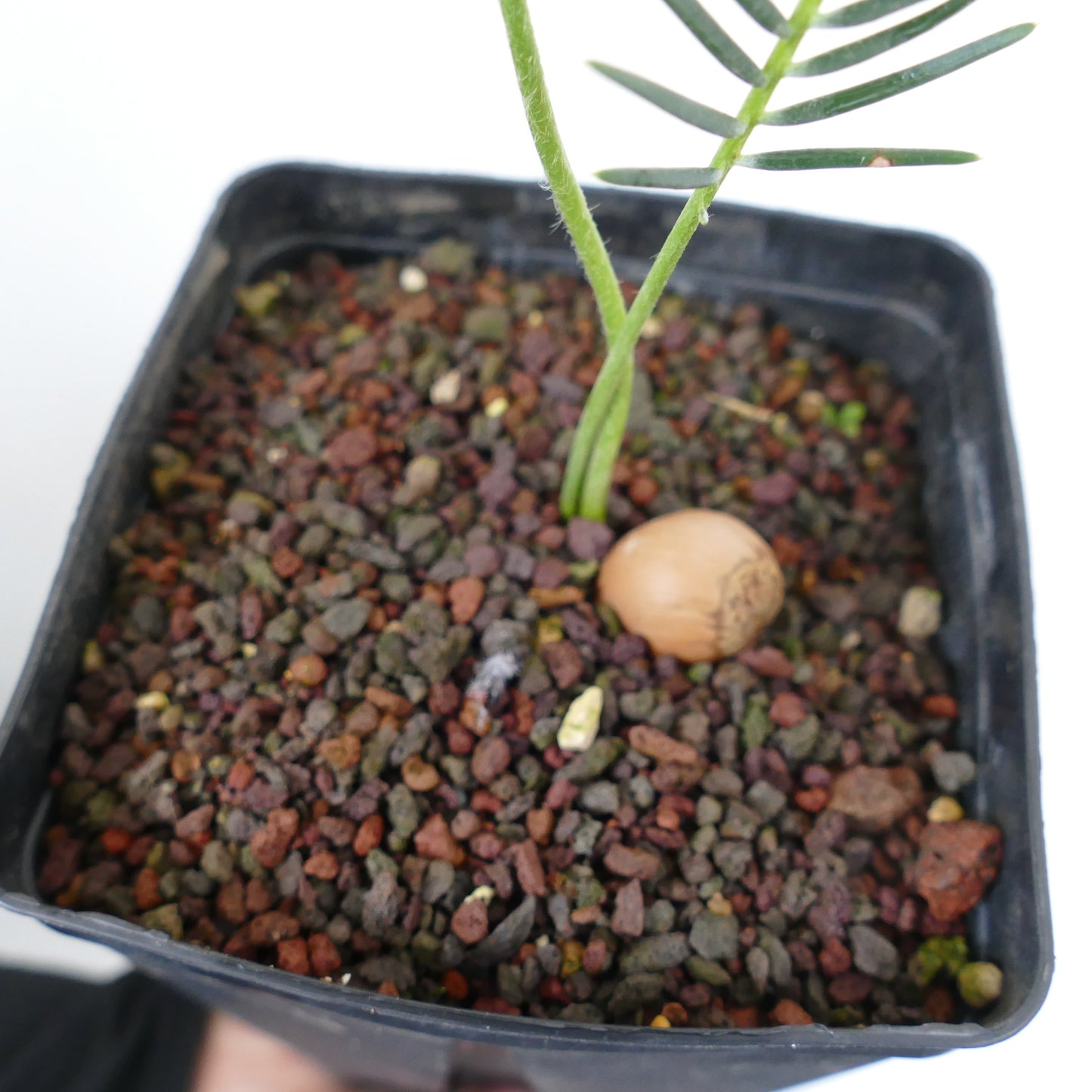 Encephalartos ghellinckii