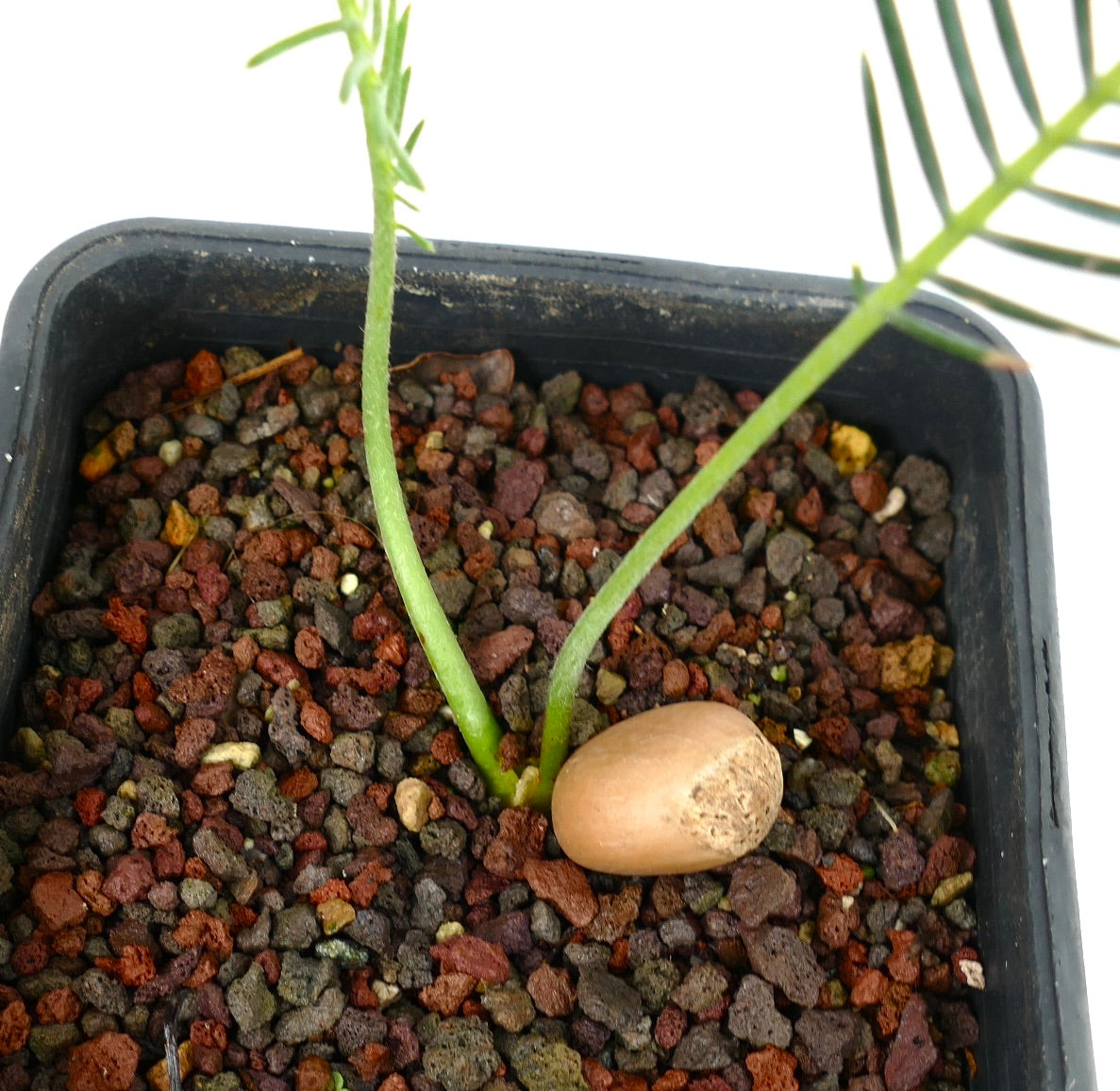 Encephalartos ghellinckii