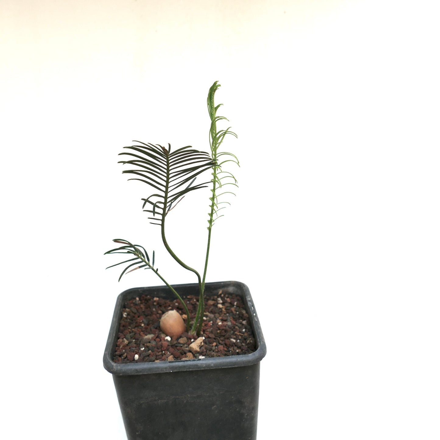 Encephalartos ghellinckii young rare cycad with slender green leaves in black pot