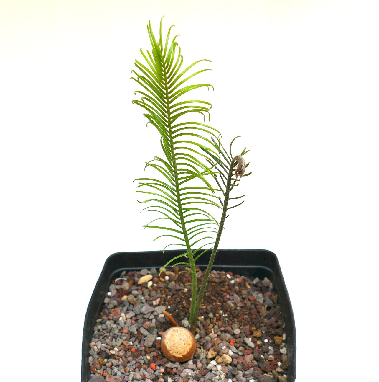 Encephalartos ghellinckii young cycad with slender green fronds in rocky soil pot