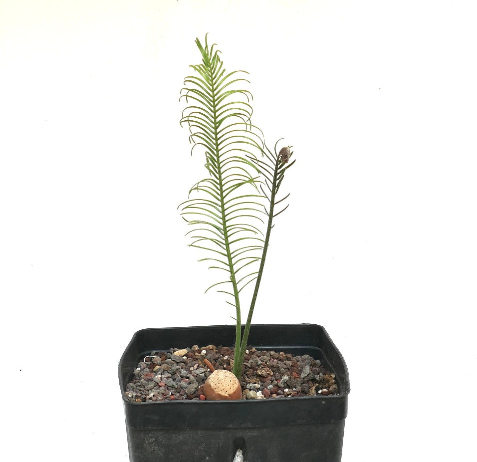 Encephalartos ghellinckii young rare cycad with slender green leaves in black pot