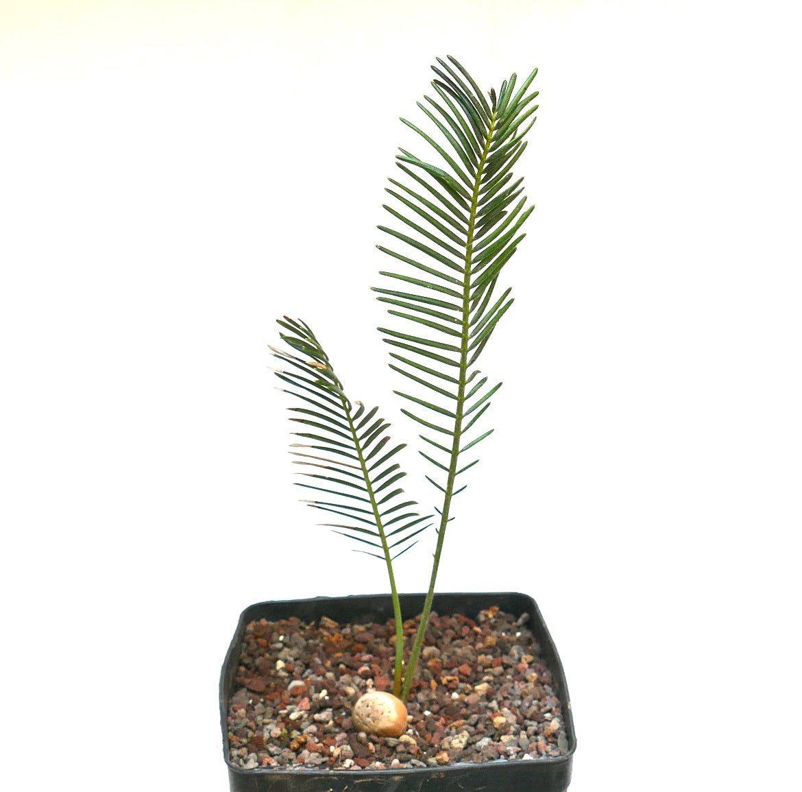 Encephalartos ghellinckii young rare cycad with slender green leaflets in pot