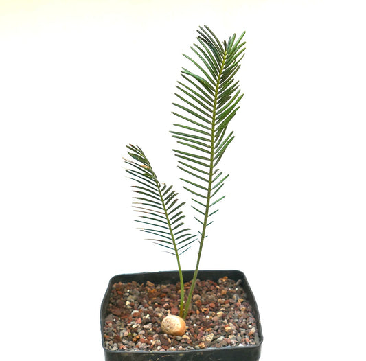 Encephalartos ghellinckii young rare cycad with slender green leaflets in pot