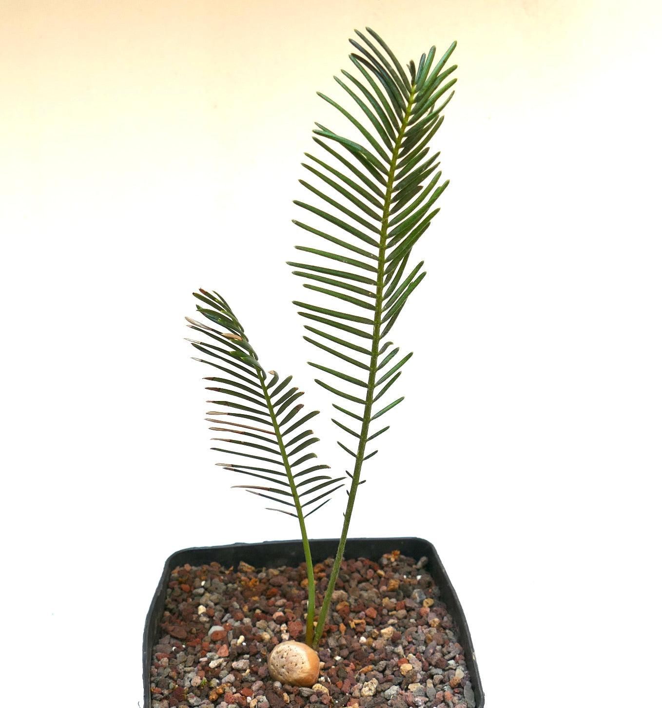Encephalartos ghellinckii young rare cycad with slender green leaflets in gravel pot
