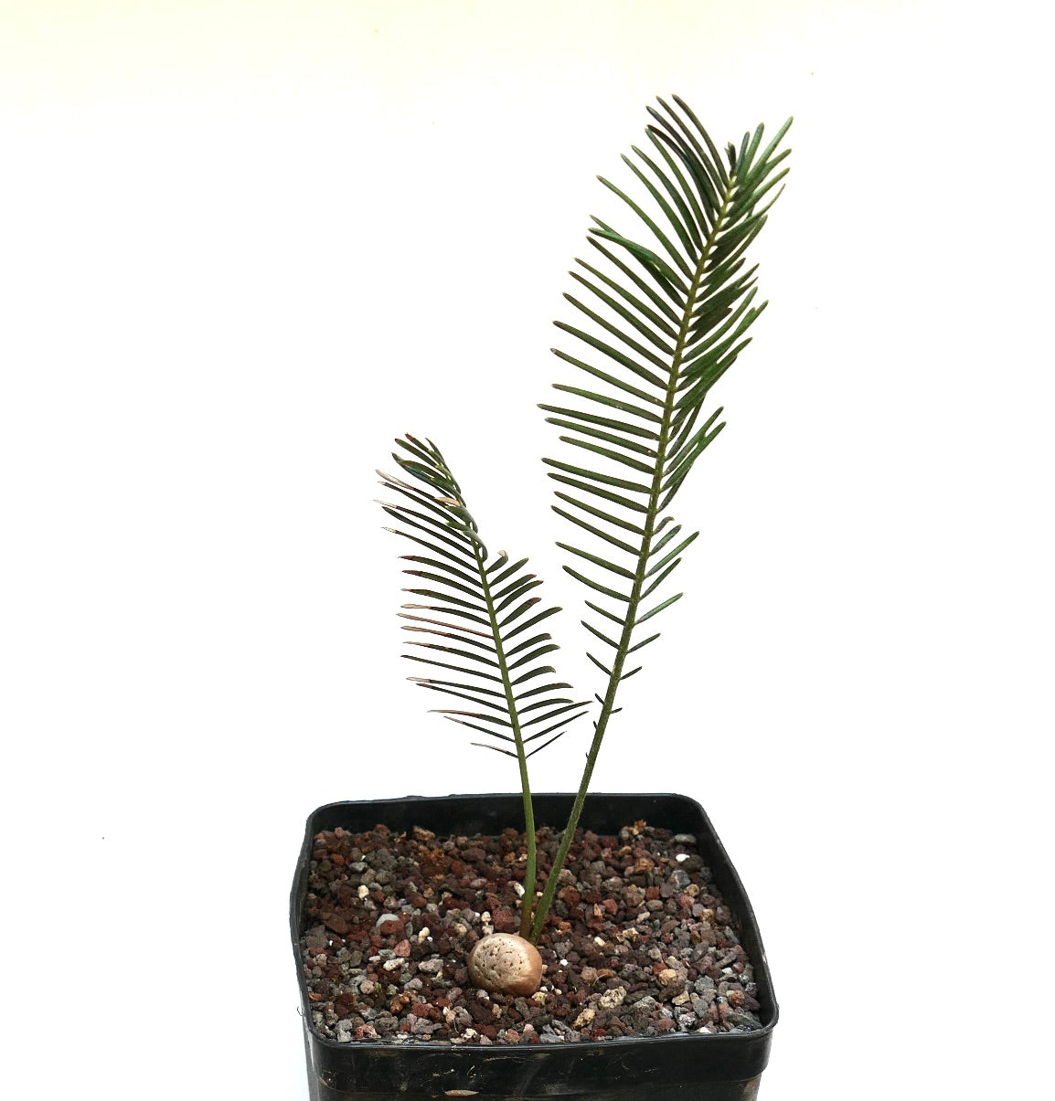 Encephalartos ghellinckii young rare cycad with slender green leaflets in black pot