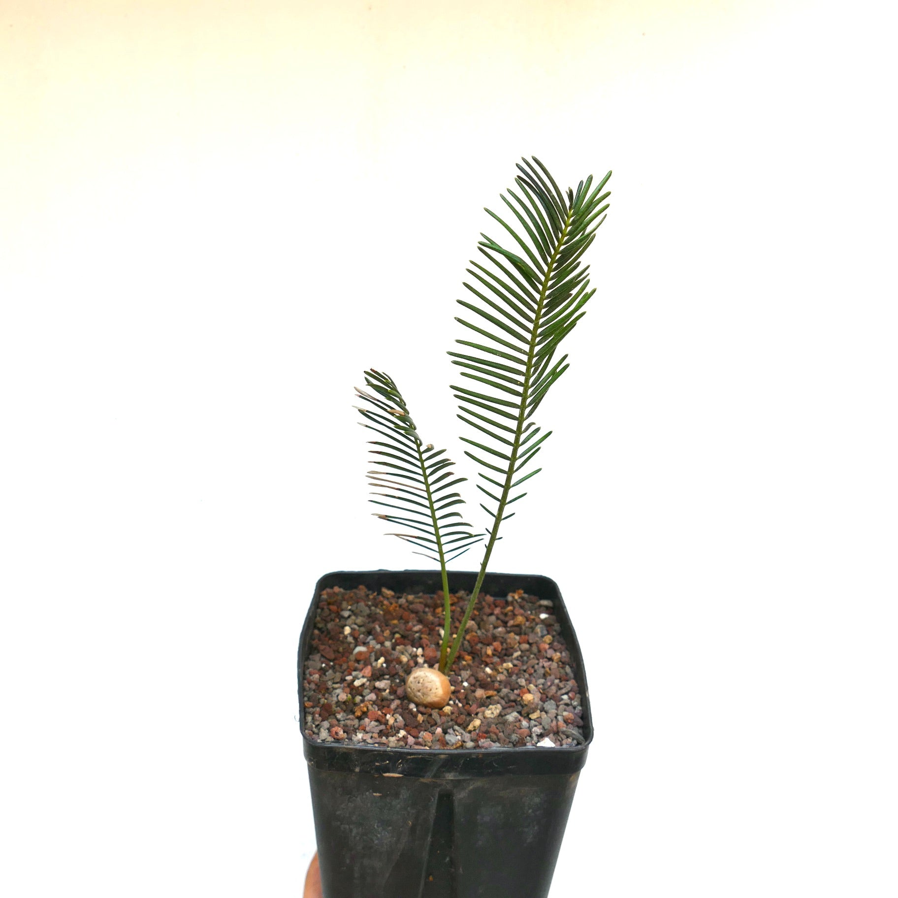 Encephalartos ghellinckii young rare cycad with slender green leaflets in black pot