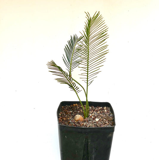 Encephalartos ghellinckii young cycad with slender green leaflets in black nursery pot