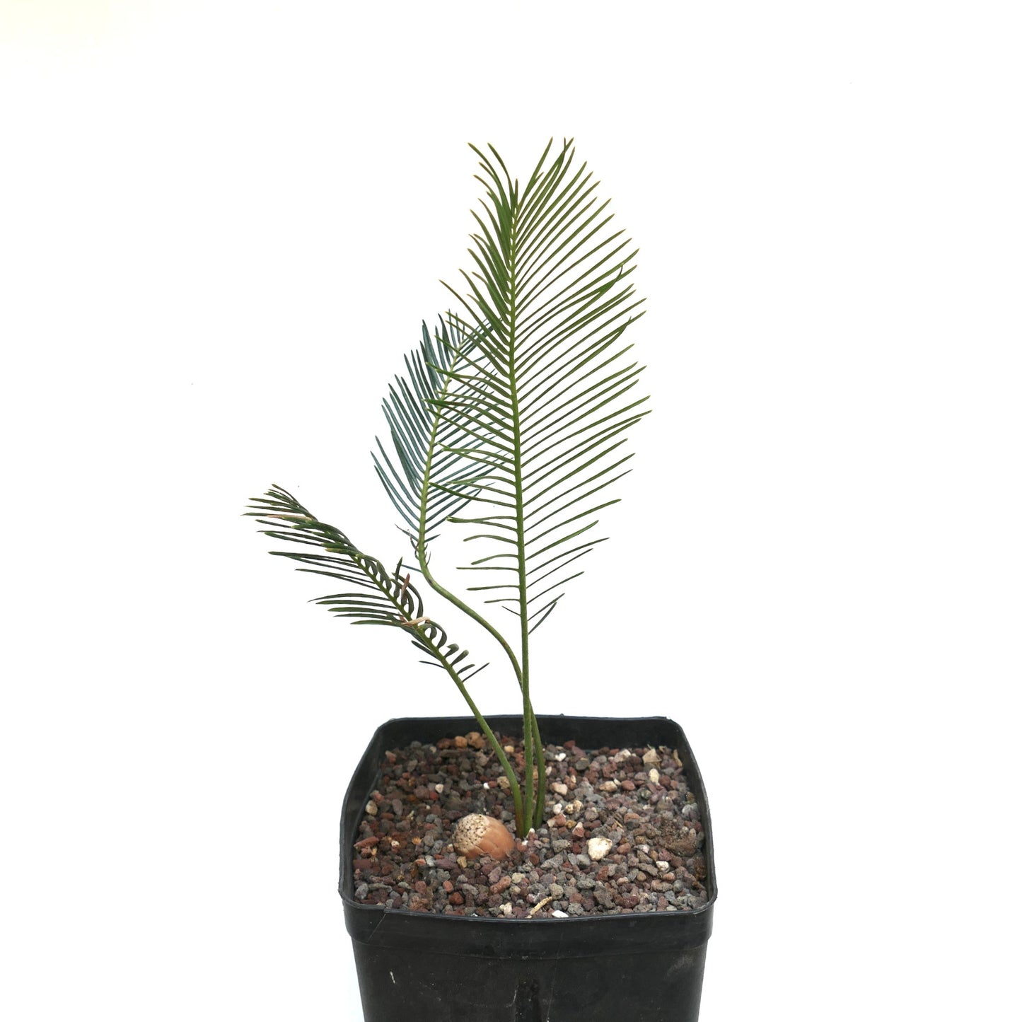 Encephalartos ghellinckii joven cicadácea con frondas verdes delgadas en maceta negra de vivero