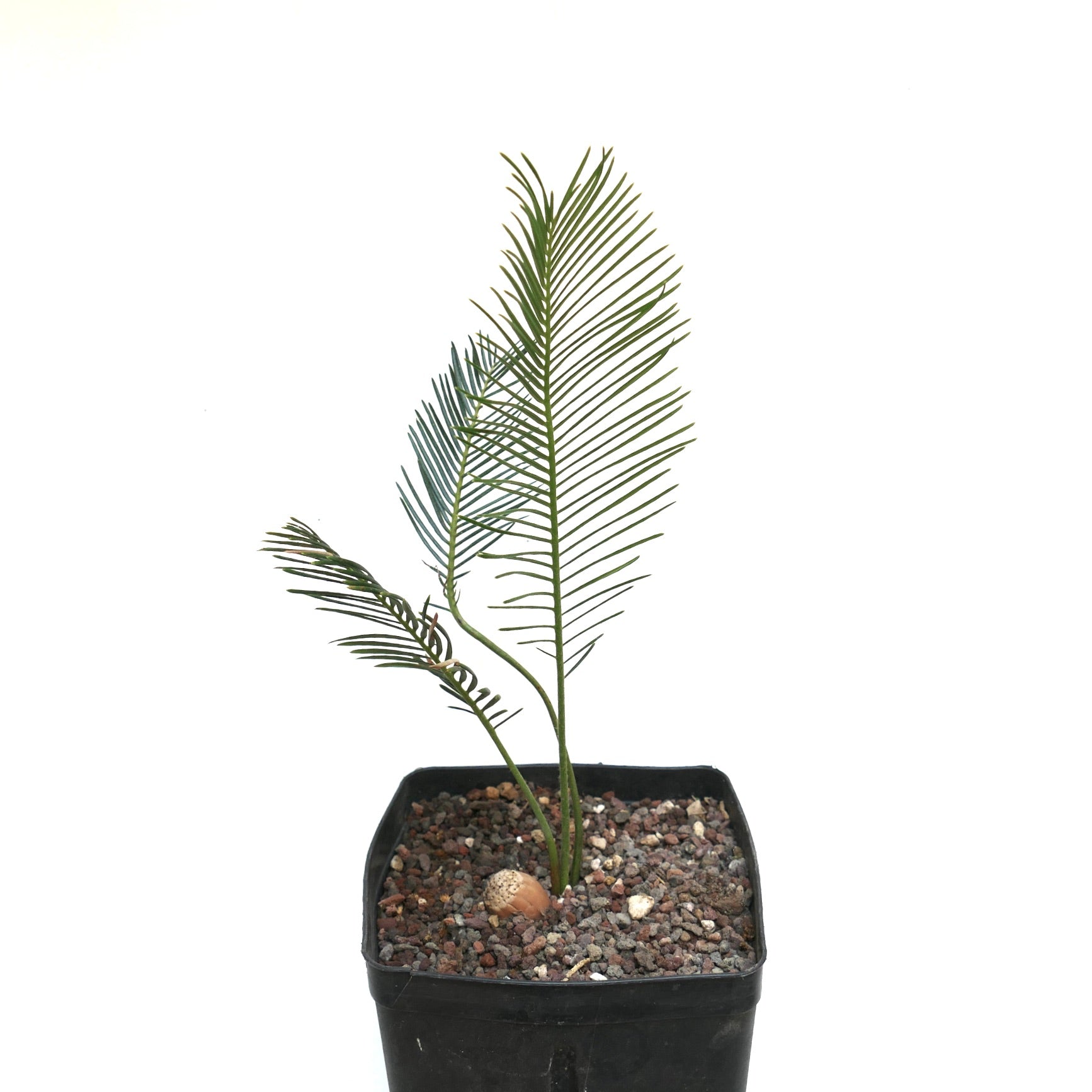 Encephalartos ghellinckii joven cicadácea con frondas verdes delgadas en maceta negra de vivero