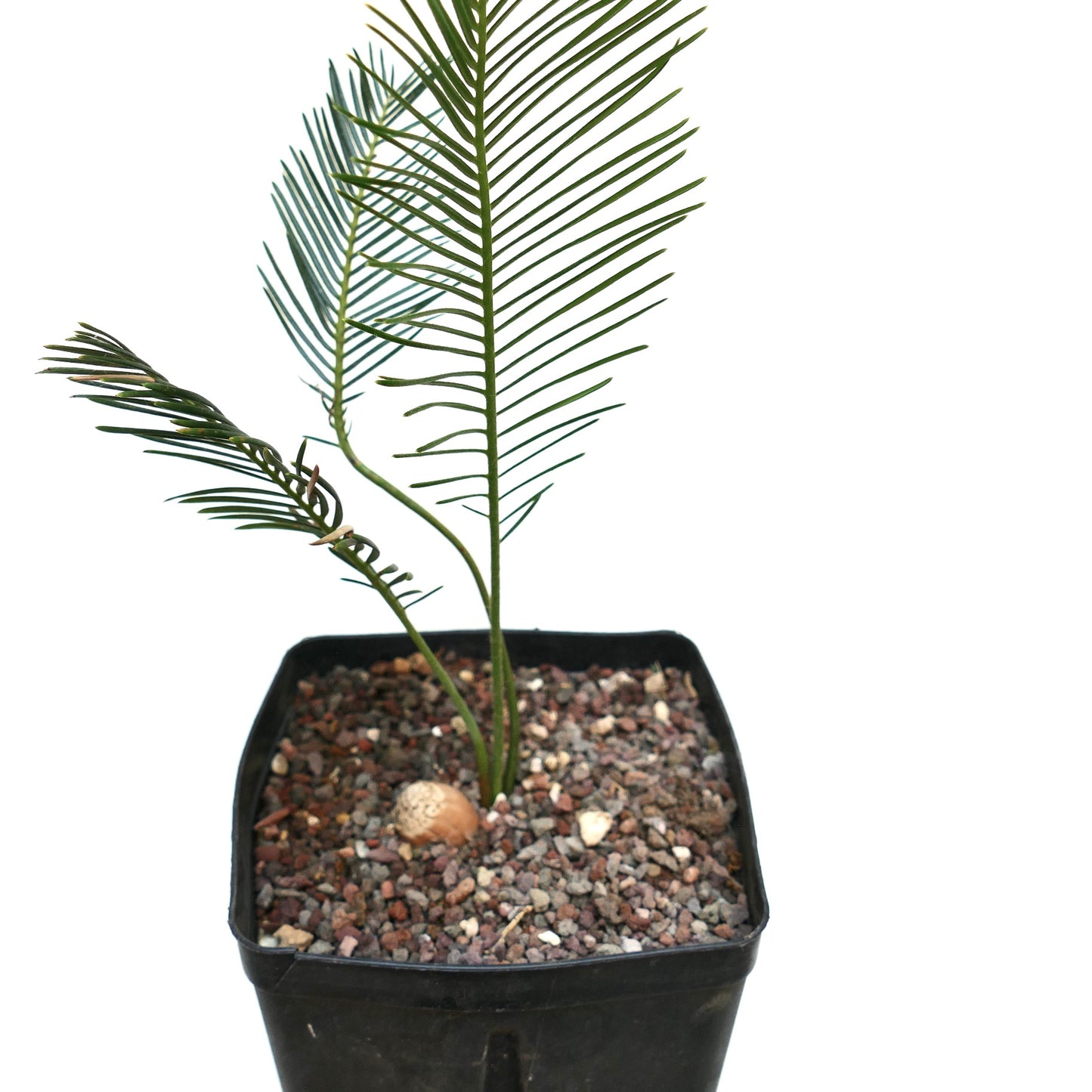 Encephalartos ghellinckii joven cícada con frondas verdes delgadas en maceta negra