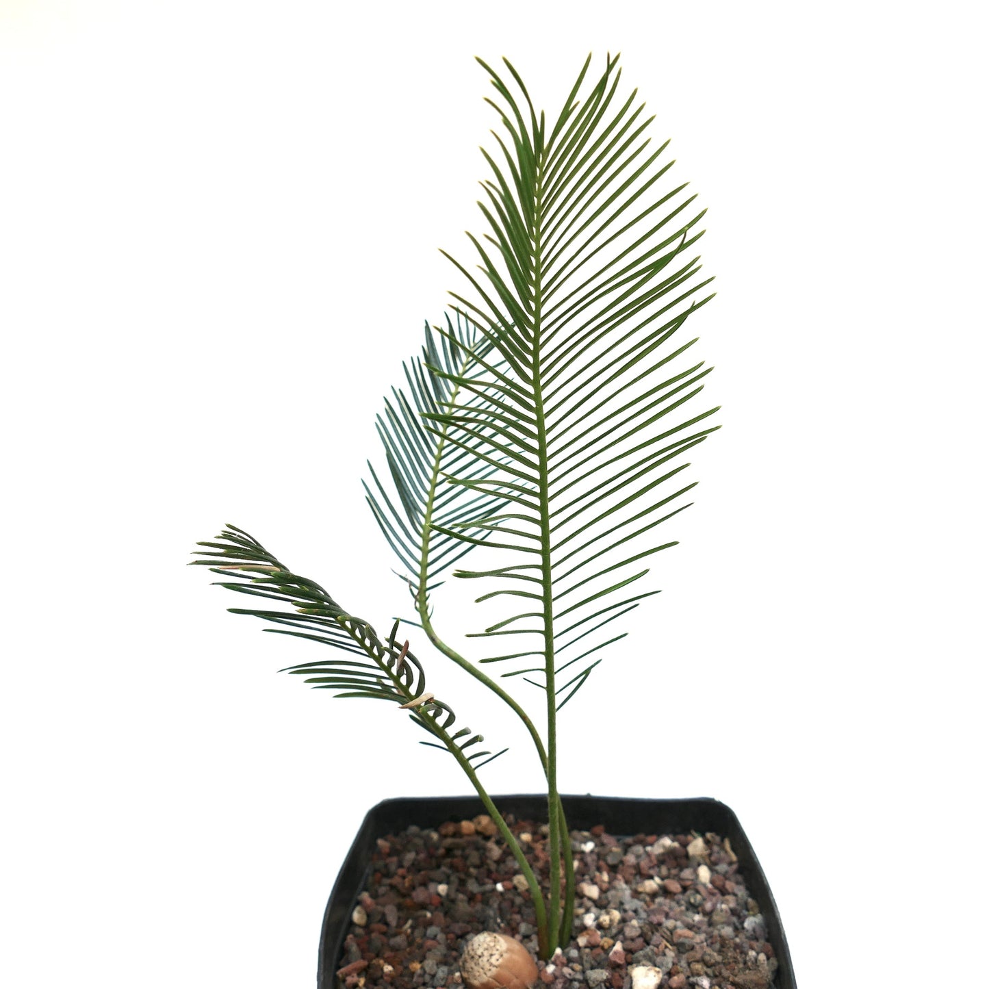 Encephalartos ghellinckii joven cícada rara con folíolos verdes delgados en maceta