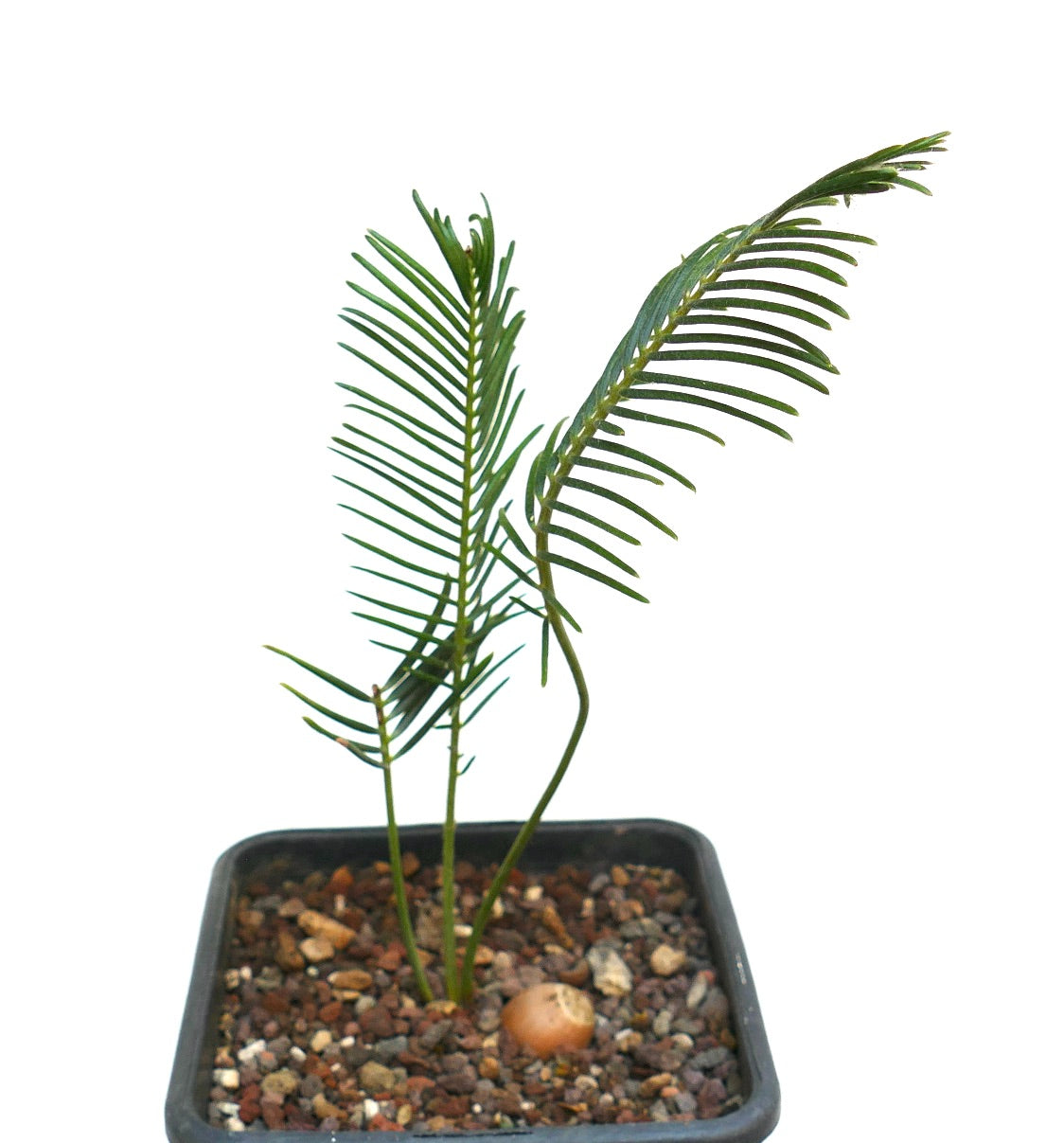 Encephalartos ghellinckii young rare cycad with slender green fronds in pot