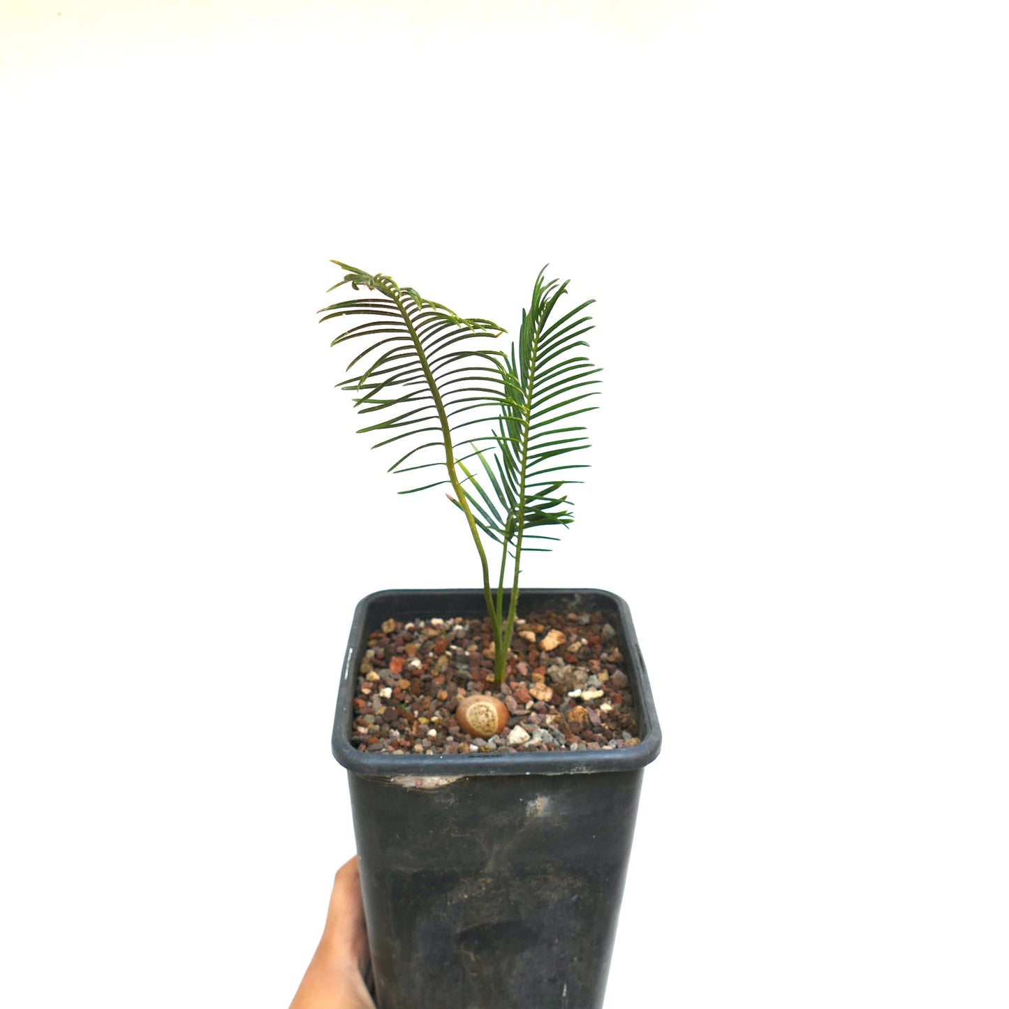 Encephalartos ghellinckii young rare cycad with slender green leaflets in black pot