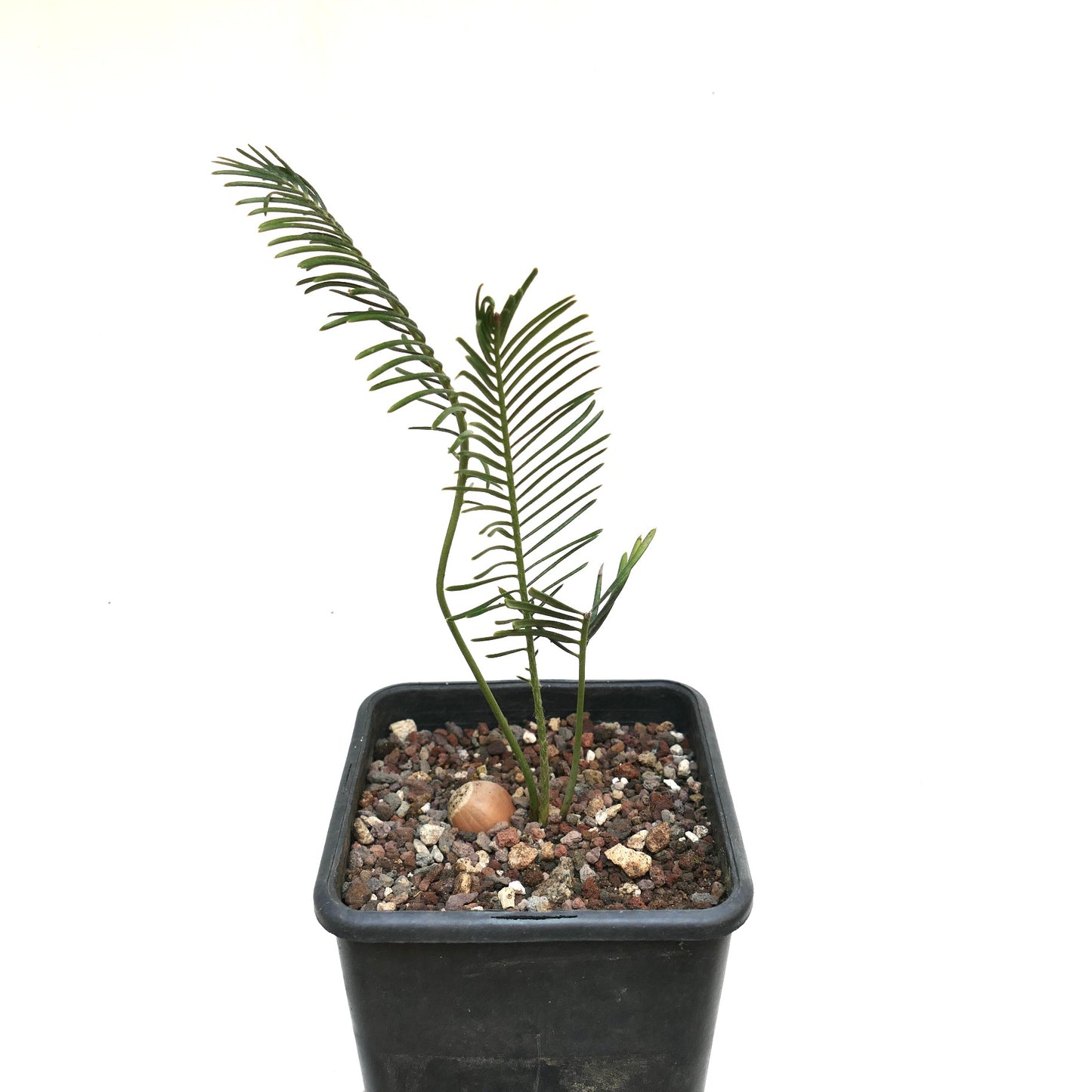 Encephalartos ghellinckii young rare cycad with slender green leaflets in black pot